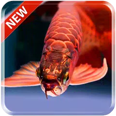 Lovely Arowana Livewallpaper Apk 1 0 Download For Android Download Lovely Arowana Livewallpaper Apk Latest Version Apkfab Com