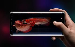 Lovely Arowana LiveWallpaper screenshot 1