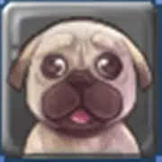 애견 정보