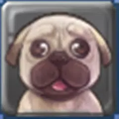 애견 정보