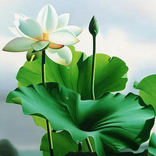 Bat Nha Ba La Mat Da Tam Kinh