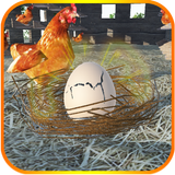 破解鸡蛋：养鸡场