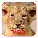 KEFIR KFIR LITTLE LION APK