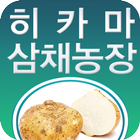 히카마삼채농장,서산시삼채농장,히카마농장,삼채효능,판매 icône