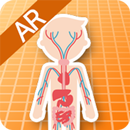 AR 인체 해부-APK