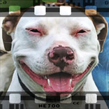 Funny dog TV - Video Search