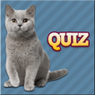 Cats Quiz