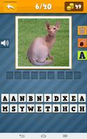 Cats Quiz screenshot 1