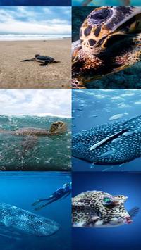 aquatic wallpapers hd for android apk download