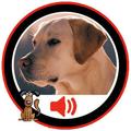 dog sounds