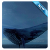 the Bigest blue whale APK