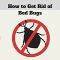 How to Get Rid of Bed Bugs