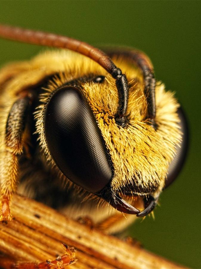 Пчелы и другие насекомые