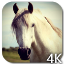 Horse 4K Video Live Wallpaper APK