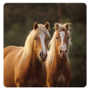 Horse Sounds & Ringtone APK