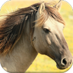Horse Puzzles Free