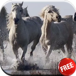 Horses video live wallpaper HD