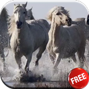 Horses video live wallpaper HD-APK