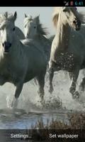 Horses video live wallpaper HD penulis hantaran