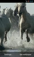 Chevaux vidéo live wallpaper capture d'écran 1