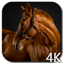 Horses 4K Video Live Wallpaper APK