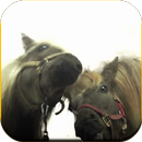 Horses lick screen Wallpaper-APK