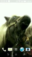 Horses Licks Screen LWP Affiche