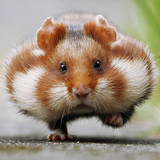 Cute Hamster Wallpaper ícone