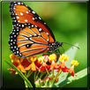APK Butterfly puzzle (tile)