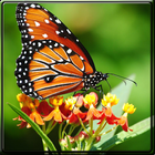 Icona Butterfly puzzle (tile)