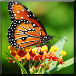 Butterfly puzzle (tile)
