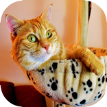 可愛的貓壁紙高清 - 小貓貓戀人