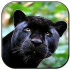 Black Panther simgesi