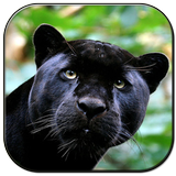 Black Panther Zeichen