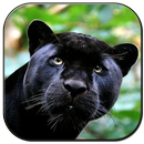 Black Panther APK