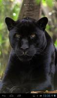 Black Panther poster
