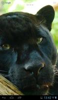 Black Panther Ekran Görüntüsü 3