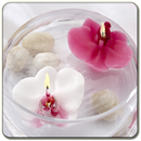 Floating orchids APK