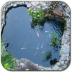 Koi pond APK