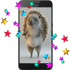 APK Hedgehog 3D Video LWP