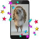 Hedgehog 3D Video LWP APK
