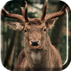 Herd of Deer Live Wallpaper icône