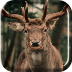 Herd of Deer Live Wallpaper icon