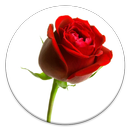 Hindi Shayari APK