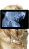 Pet Xray- Prank screenshot 2