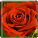 Blooming Roses LiveWP APK