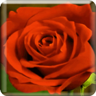 Blooming Roses LiveWP أيقونة