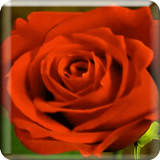 Blooming Roses LiveWP icône