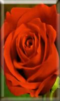 Blooming Roses LiveWP پوسٹر