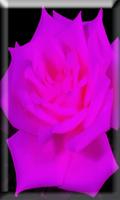 Blooming Roses LiveWP captura de pantalla 1
